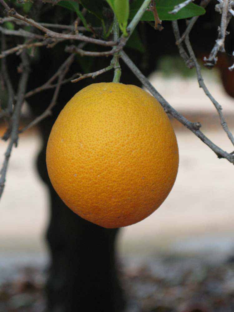            Fruit (Riverside, CA)   